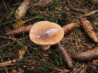 mushroom in the forest