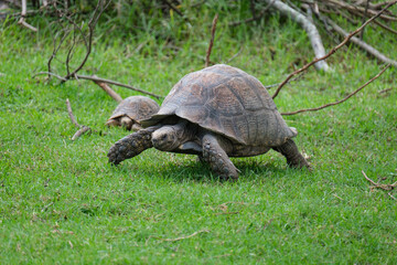 Tortoise walking along the green grass