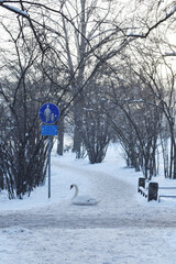 Swan in winter park