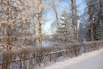 Evening in the winter park. Pavlovsk, the vicinity of St. Petersburg. Russia