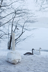 White swan in snowy winter landscape