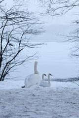 White swan in snowy winter landscape