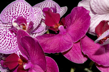 Close-up view of beautiful orchids on a dark background with water drops on the petals