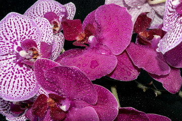 Close-up view of beautiful orchids on a dark background with water drops on the petals