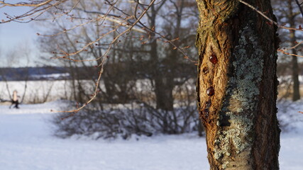 Winter Tree