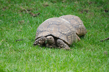 Tortoise strolling slowly along the green grass