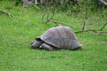 Tortoise strolling slowly along the green grass