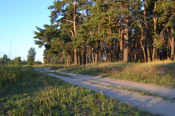 Road in the woods. Road in the field. Road in the forest.
