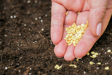 Womans hand holds seeds of bell pepper ready for sowing in container for seedlings with soil at home. Gardening and botanical concept