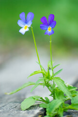 Violet flowering in the garden