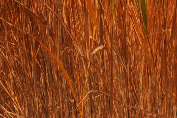 Zboże © Studio Migafka