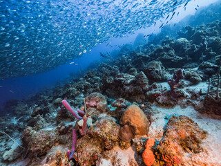 Naklejka na ściany i meble Seascape in coral reef of Caribbean Sea, Curacao with Bait Ball, School of fish, coral and sponge