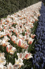 white-pink tulip flowers and Tender blue muscari flowers in garden, Keukenhof