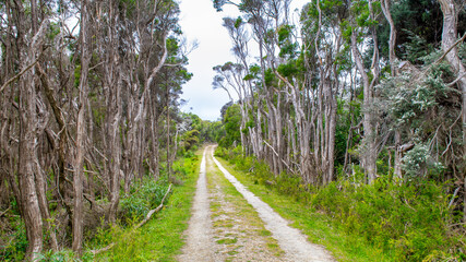 Vegetation and trees along the Cotters Lake Trail, Wilsons Promontory National Park, Australia