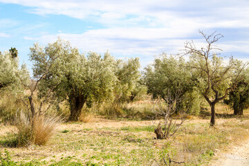 Beautiful Olive plantation in southern Spain