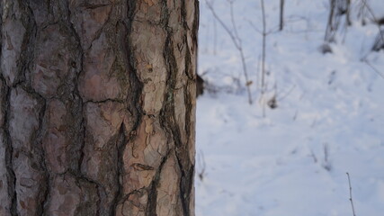 Tree with snow in the background