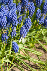 Muscari flower.Muscari armeniacum.Grape Hyacinths .Muscari flowers in warm sunshine on a blurred background.Spring flowers