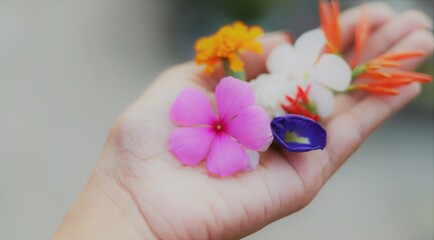 person holding various type of colorful flowers from their garden-Joy of gardening concept-rooftop gardening concept