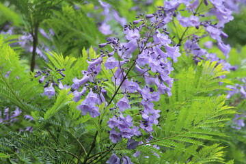 Jacaranda tree in full flower.
