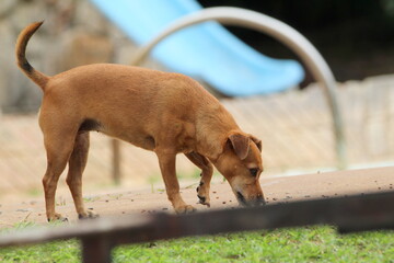 Dog walking on the ground.