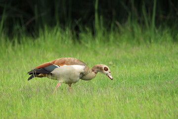 Egyptian goose standing in the grass.