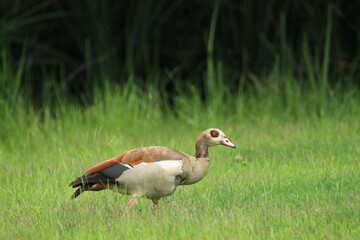 Egyptian goose standing in the grass.