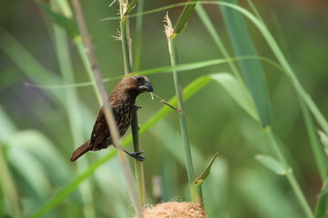 Thick billed weaver perched on a reed.