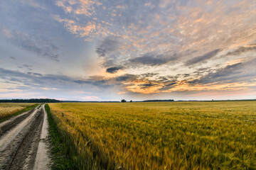 Orange sunset over the wheat field