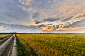 Fototapeta premium Orange sunset over the wheat field