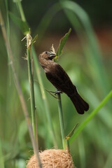 Thick billed weaver perched on a reed.