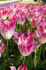 groupd pink tulip flowers in garden.