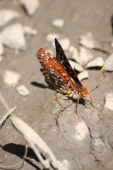 Butterflies near the Merced Rivers