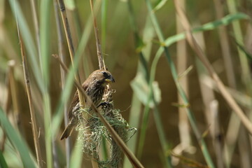 Thick billed weaver perched on a reed.