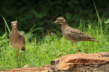 Spotted thick knee standing in the grass.