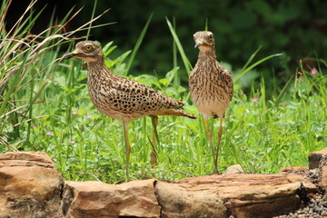 Spotted thick knee birds standing in the grass.