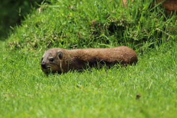 Rock hyrax lying on the grass.