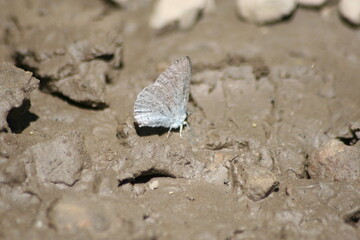 Butterflies near the Merced Rivers