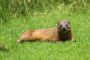 Rock hyrax lying on the grass.