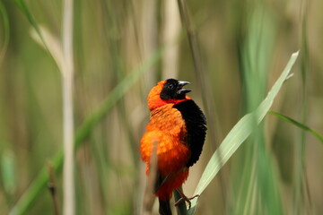 Red male bishop perched on a reed