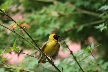 Southern male masked weaver perched on a tree branch.