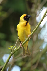 Southern male masked weaver perched on a tree branch.