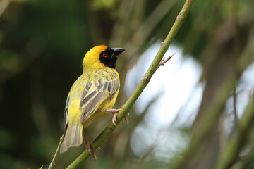 Southern male masked weaver perched on a tree branch.