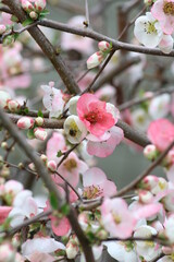Spring Blossoms