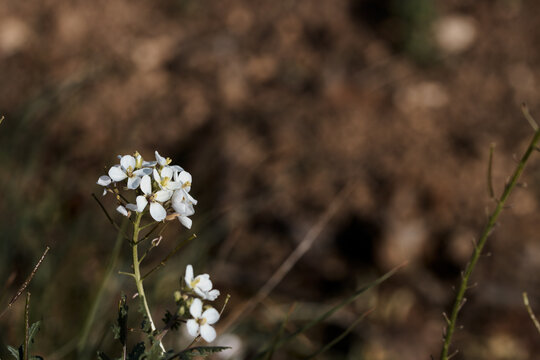 White flower of the herbaceous plant, white rocket or Diplotaxis erucoides with copy space