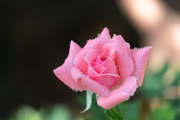 Large, semi-double flowers, pink and white on the edges of the petals. Dark stems and glossy dark green foliage.