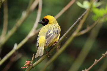 Southern male masked weaver perched on a tree branch.