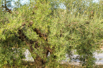 Beautiful Olive plantation in southern Spain