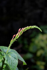 Close up of Prickly Chaff Flower (Achyranthes Aspera)
