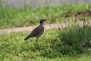 Crowned plover standing in the grass.