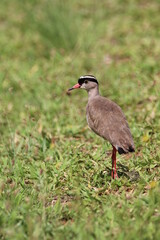 Crowned plover standing in the grass.